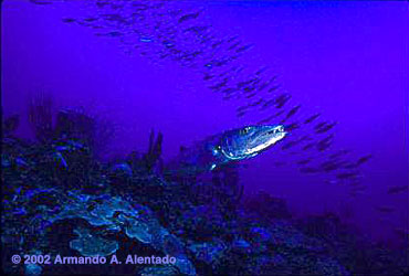 barracuda reef