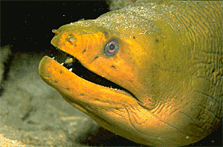 green moray eel